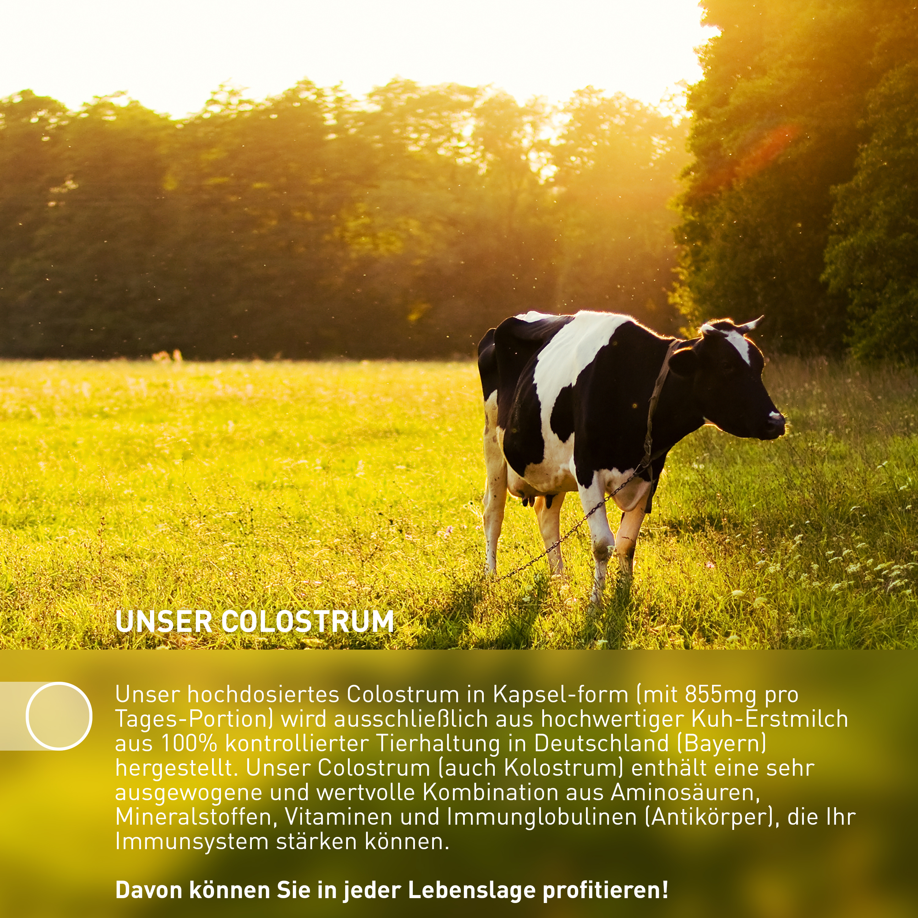 Colostrum zur Unterstützung des Immunsystems, 90 Kapseln